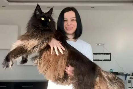 Giant 4ft 3in cat weighing a whopping 28lb who sleeps in a bed made for a HUSKY becomes viral star