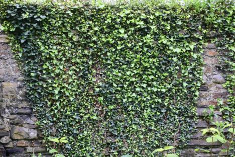 Stone wall covered in ivy.