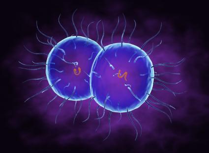 Illustration of Neisseria gonorrhoeae bacteria.