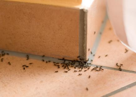 Cheap £1.40 household item helps to deter ants from your home – add it to all your entry points this summer