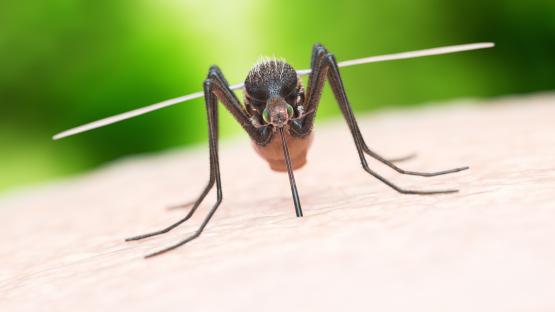 Mosquito-borne disease that causes bleeding and organ failure could erupt sparking a pandemic, warn scientists