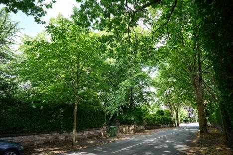 Ex-Premier League manager wins bitter battle with neighbours over 7 ‘nuisance’ trees full of squawking magpies