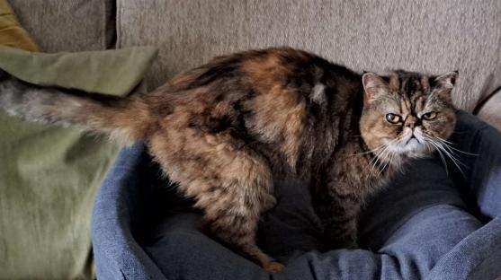 Leia, a cat missing for three weeks, found alive.