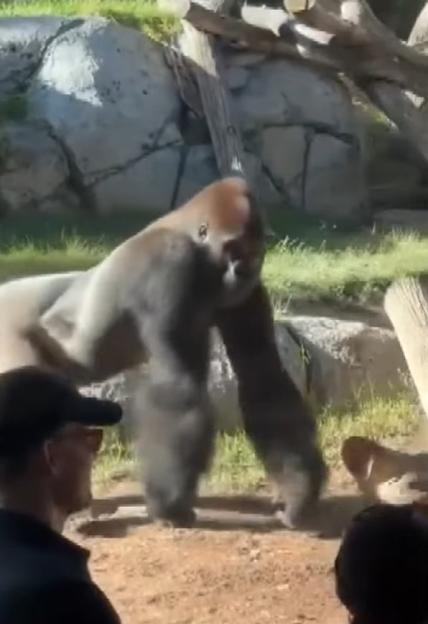 Heart-Stopping Moment: Giant Gorilla Crashes Through Zoo Glass Wall, Sending Onlookers into a Panic!