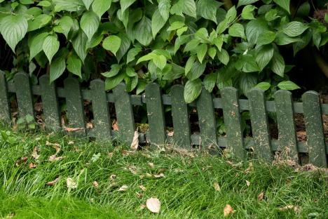 My fence was covered in ugly green algae but a 35p kitchen staple melted it away for good
