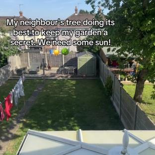 A garden shaded by a neighbor's tree.