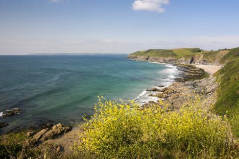 Coastal view of a rocky shoreline with yellow wildflowers in the foreground.