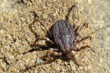Close-up photograph of a tick on a rock.