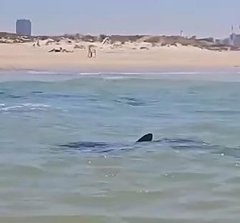 Shark fin in the water near a beach.
