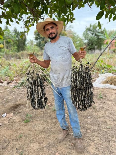 Reinaldo, a man wearing a straw hat, holding two large bunches of açaí berries.