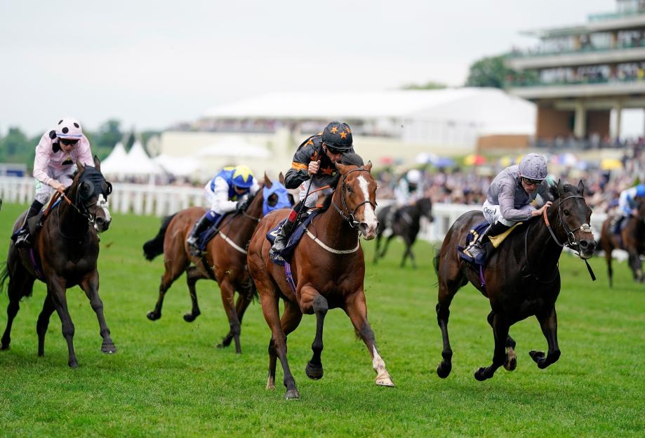 Horses with jockeys racing on a grass track at Ascot Racecourse, England.