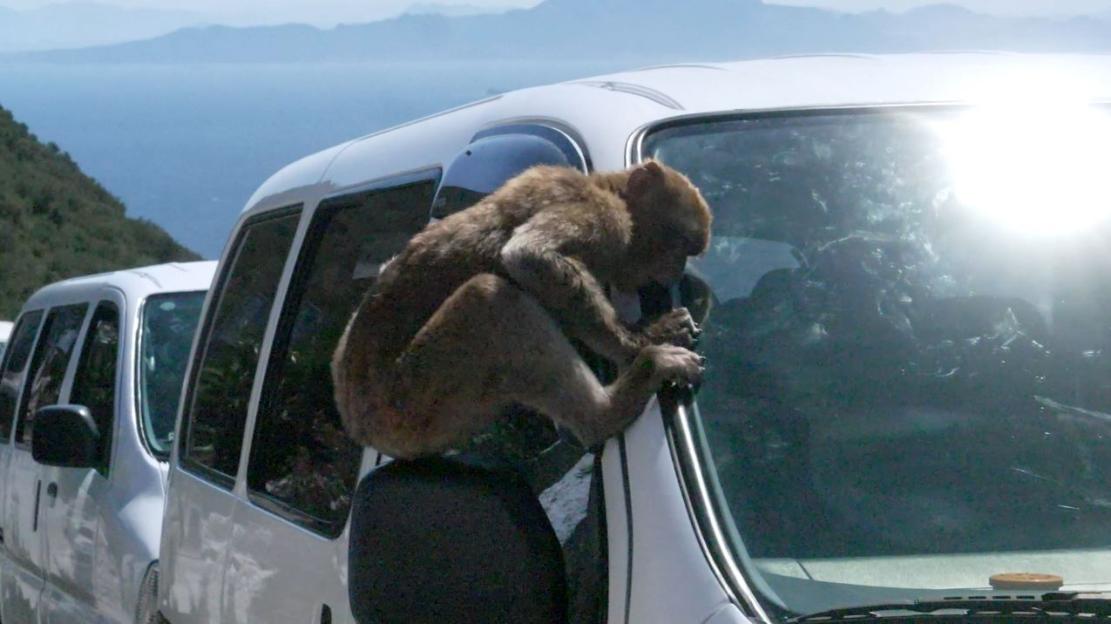 Monkey climbing on the windshield of a white van.