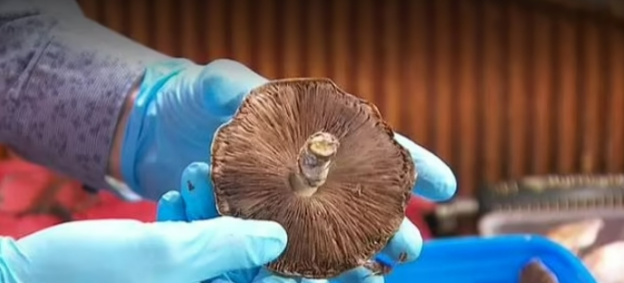 Person in blue gloves holding a mushroom.