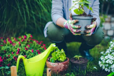 The skin of a 12p fruit is the secret to ‘big & bright’ blooms in the garden this spring – here’s exactly how to use it