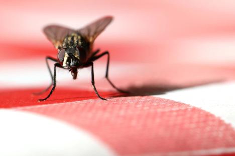 My genius 1p trick that houseflies absolutely can’t STAND will get rid of them once & for all this spring
