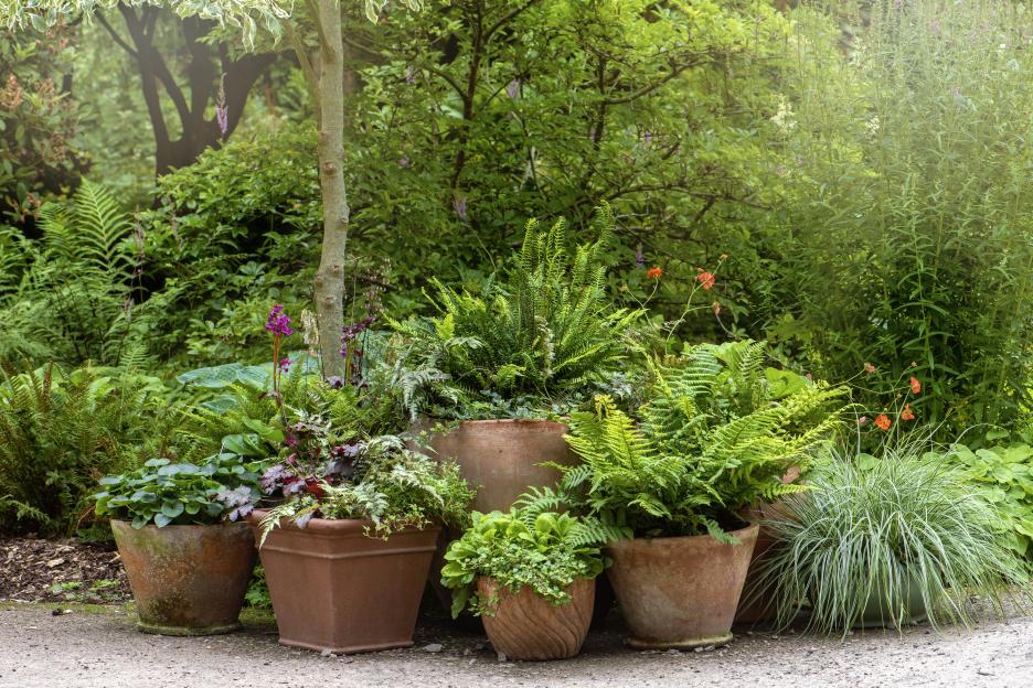 BBC star’s long lasting £4.99 plant from B&Q keeps your garden lush & green all summer – especially in dry shady areas