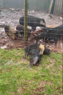 Pigs and other animals in poor living conditions on a farm.