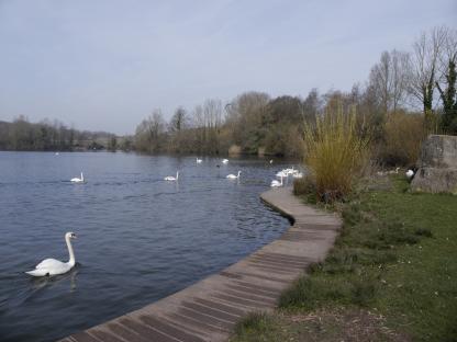 Swans on a lake with a wooden walkway.