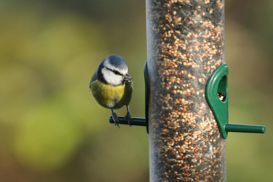 Gardeners urged to put 40p store cupboard staple on bird tables for essential reason this spring