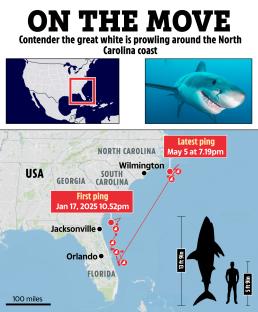 Map tracking great white shark's movement from Florida to North Carolina, including shark size comparison.
