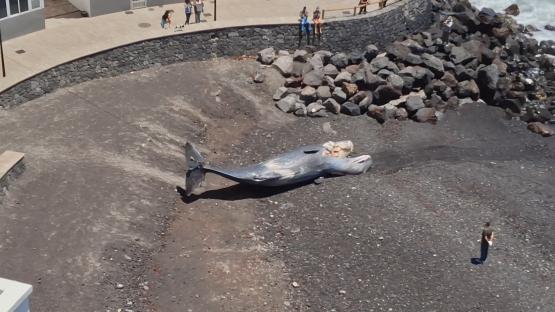 Shocking moment giant 50ft sperm whale is found on Brit holiday beach – before LORRY needed to tow 35-tonne beast away