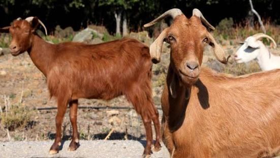 Kano govt arrests goats for alleged eating of tree seedlings