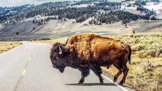 Man GORED by wild bison at national park in front of horrified tourists after he made glaring mistake near beast