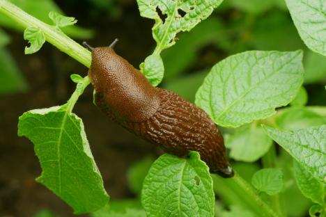 The £1.89 supermarket buy that STOPS slugs eating spring blooms – it’s perfect for lazy gardeners & works instantly too