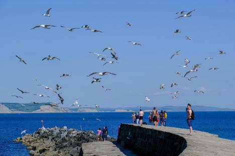 Seagulls flying around visitors on a pier overlooking the ocean.