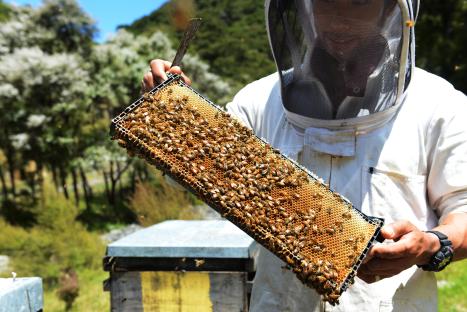 Furious residents ‘trapped in their homes’ thanks to neighbour’s beehives