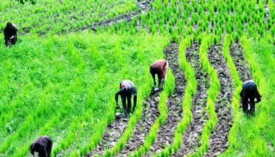 Kebbi now Nigeria’s new food basket – NWDC Chairman, Yakawada