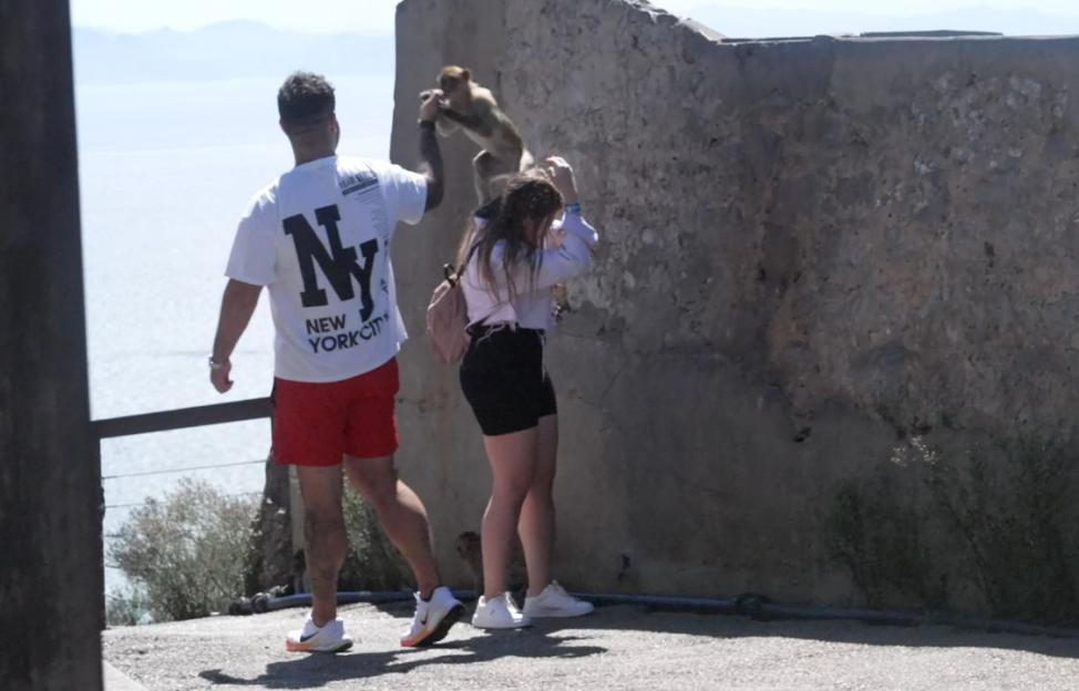 A monkey climbs on a woman's back while a man stands nearby.