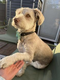 Dog giving a paw.