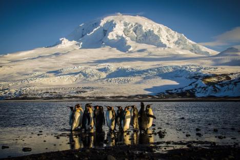 King penguins on a shore with a snowy mountain in the background.
