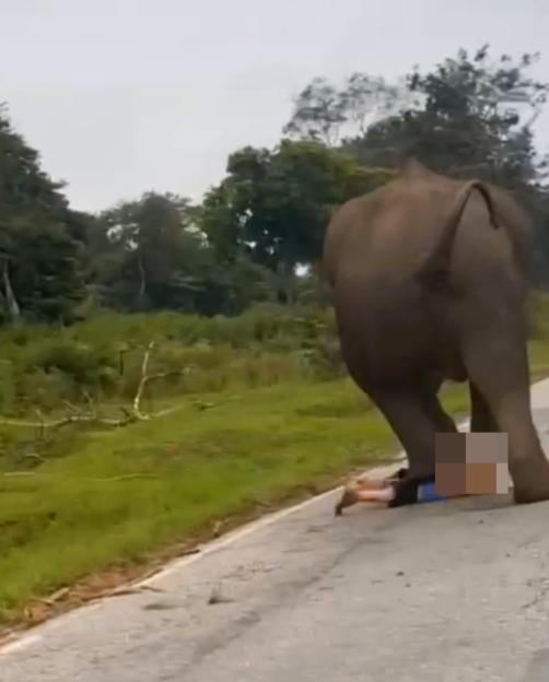 Elephant trampling a tourist on a road.