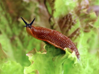 Changing a simple gardening routine plus this £1.20 TEMU buy should rid your garden of slugs