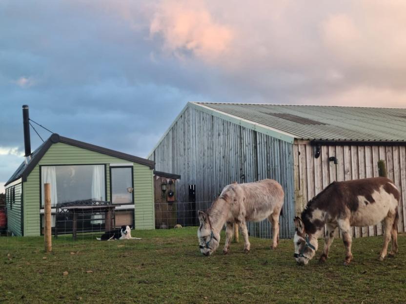 A green static caravan, a dog, and two donkeys on a farm.