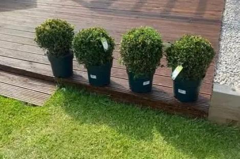 Chuffed shopper shares £9.99 buy she got for 50p to brighten up her garden but is quickly warned it could die ‘in weeks’