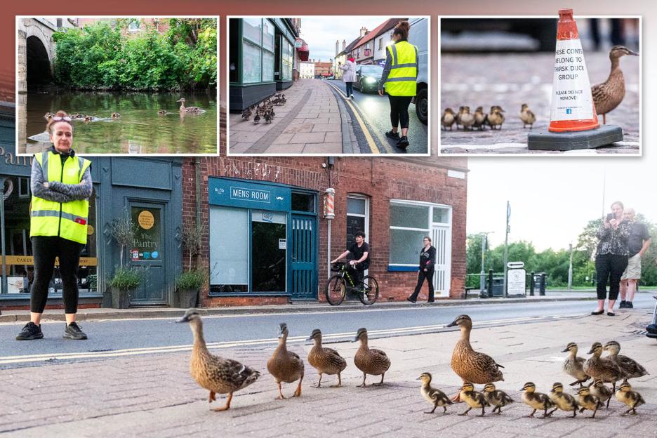 Collage of ducks being guided across a street by a person in a safety vest.