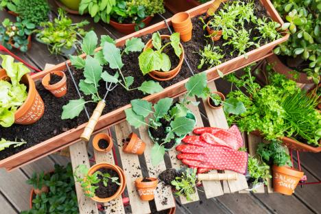 Four ways a popular kitchen staple can transform your entire garden this spring – and it even keeps mosquitos away too