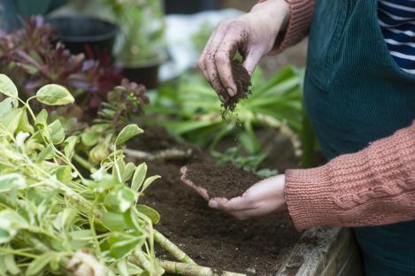 Close-up of a gardener's hands inspecting soil.