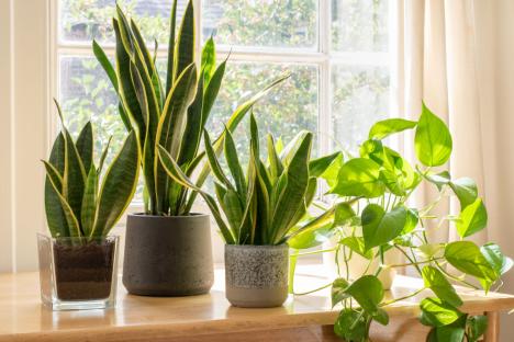 Houseplants will ‘bloom for years’ thanks to common item in your food bin – and peace lilies find it ‘so tasty’
