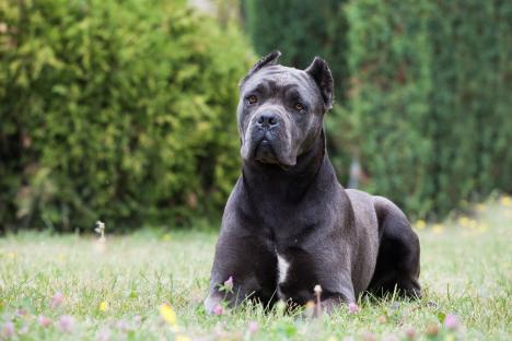 Baby mauled by vicious Cane Corso after teacher owner crossed road to avoid cat on walk