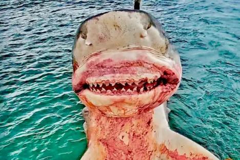 I’m a real life shark hunter – I’ve reeled in 164-stone beasts and seen my crew mauled…but some say I’m the monster