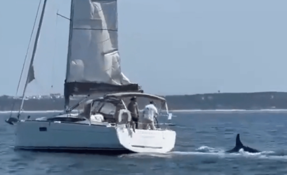 Orca near a sailboat.