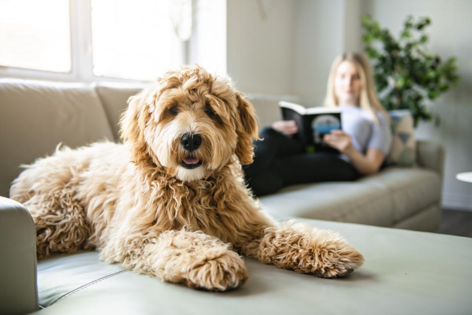 A golden Labradoodle lies on a couch with a woman reading a book in the background.