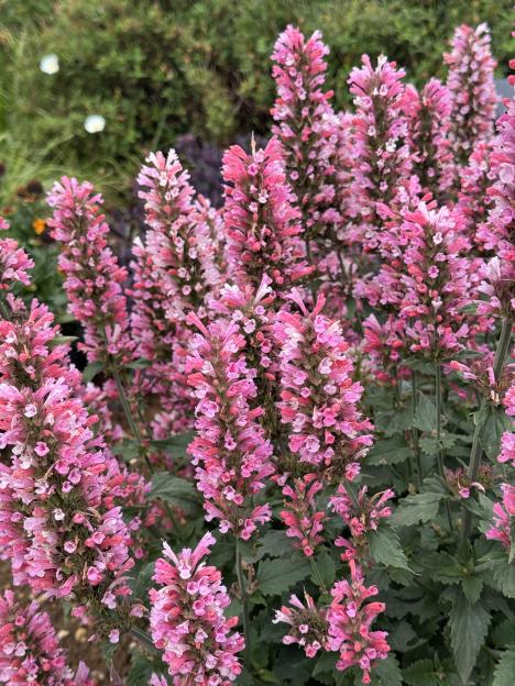 Pink flowers in a garden.