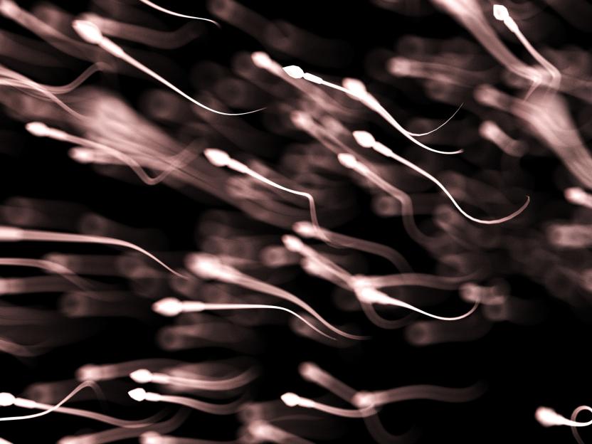 Illustration of sperm cells.