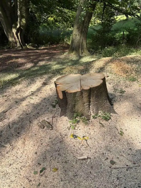 Tree stump in a wooded area.