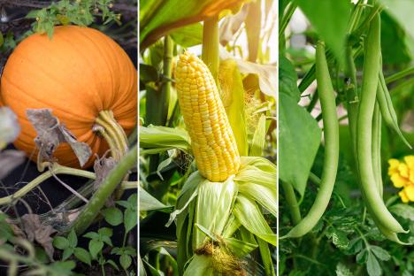 I’m a gardening expert – my quirky ‘Three Sisters’ planting hack will boost your veg for months & it only costs £2.47